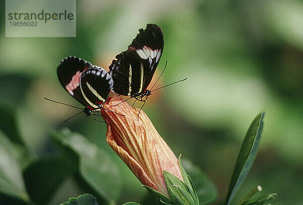 Zwei Schmetterlinge auf derselben Blütenknospe.