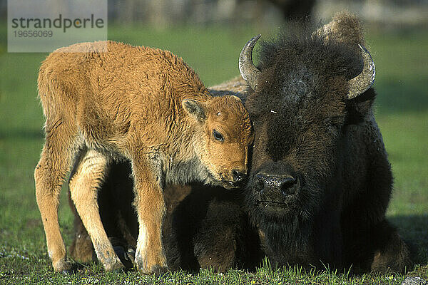 Ein Bisonkalb schmiegt sich an seine Mutter im Yellowstone-Nationalpark  Wyoming.