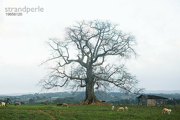 Ein einsamer Baum auf einer Schafweide  Vinales  Kuba.