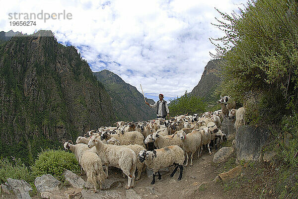 Schafe unterwegs in Nepal.