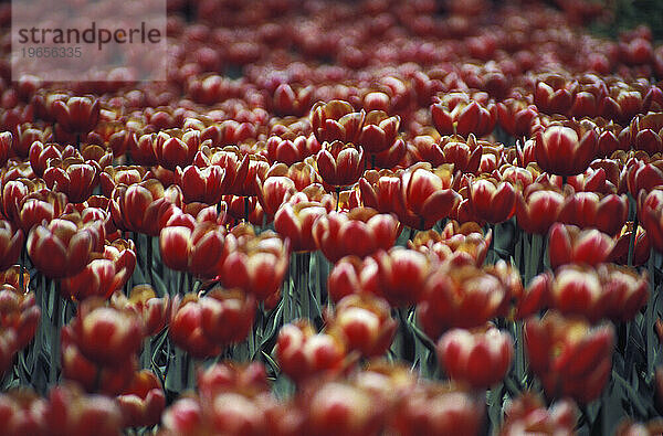 Felder mit bunten Tulpen in Ottawa  Ontario  Kanada  während des Canadian Tulip Festival.