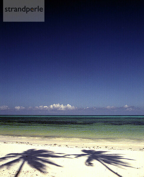 Palm tree shadows on the beach at Bwejuu  Zanzibar  Tanzania.