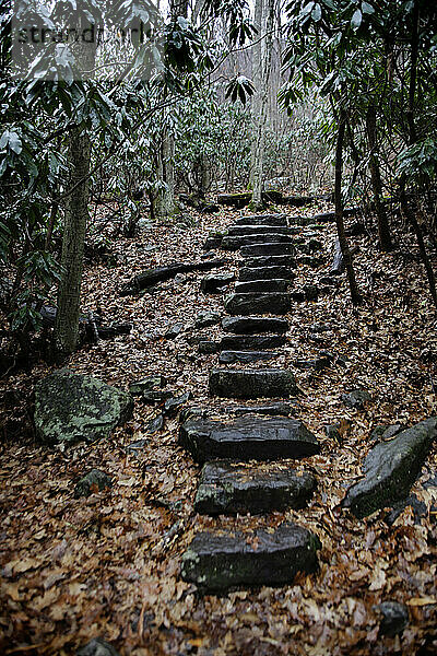 Steinstufen auf einem Pfad führen durch den Wald in West Virginia.