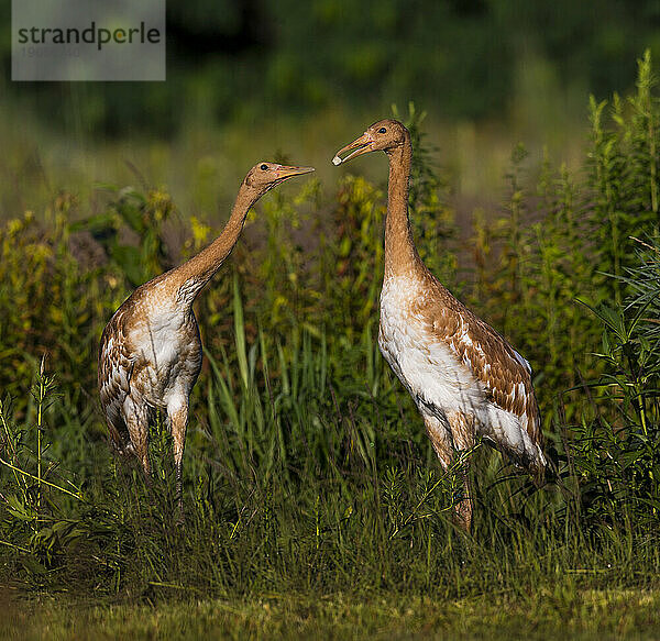 Wiedereinführung des Whooping Crane  Direktveröffentlichung im Herbst