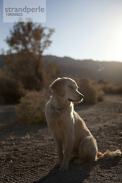 Hund mit geschlossenen Augen in der Wüste am späten Nachmittag. (Weicher Fokus)