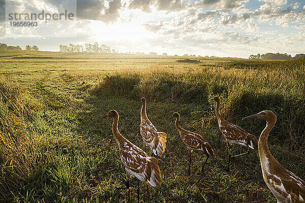 Wiedereinführung des Whooping Crane  Direktveröffentlichung im Herbst