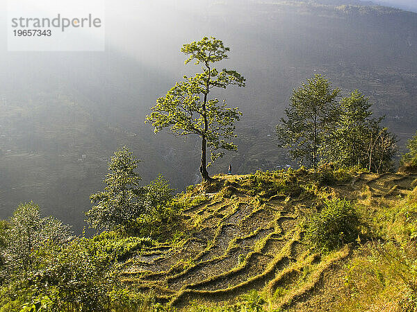 Eine Person steht in der Nähe eines Baumes neben Terrassenfeldern in Nepal.