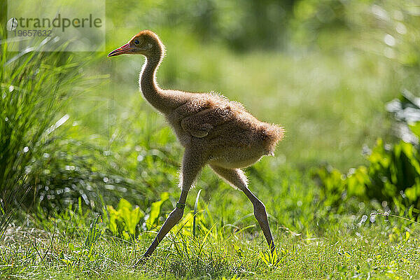 Wiedereinführung des Whooping Crane  Direktveröffentlichung im Herbst