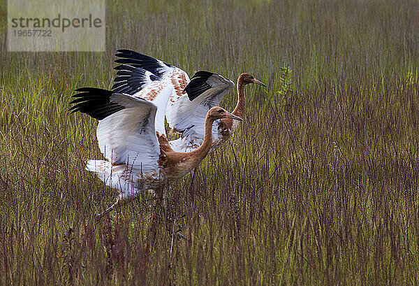 Wiedereinführung des Whooping Crane  Direktveröffentlichung im Herbst