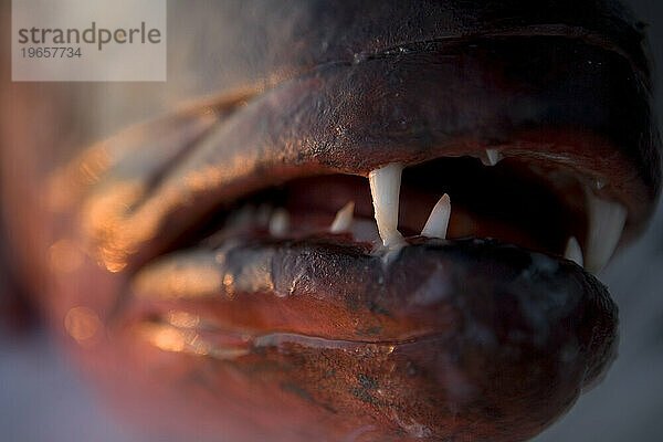 Eine Nahaufnahme mit selektivem Fokus auf den Zahn eines Schnapperfisches in Costa Rica.