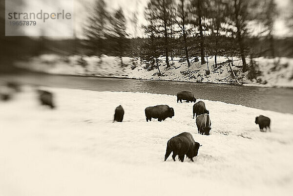 Bisons grasen am Madison River im Yellowstone-Nationalpark  Wyoming.