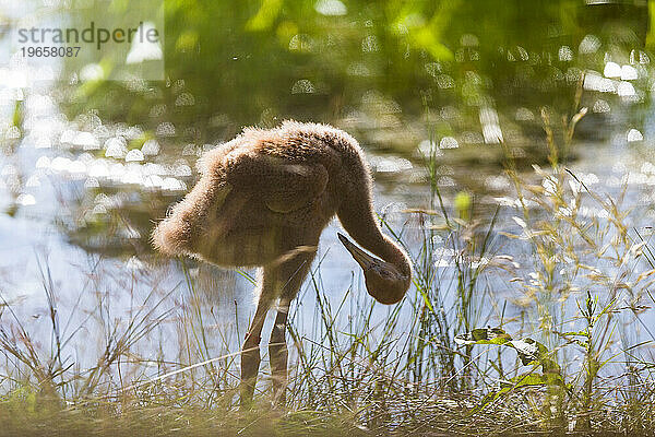 Wiedereinführung des Whooping Crane  Direktveröffentlichung im Herbst