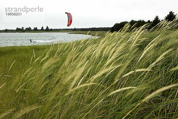 Gras weht im Wind (Bewegungsunschärfe)  während im Hintergrund ein Kiteboarder fährt.