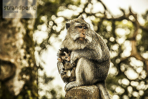 Affe und Affenbaby