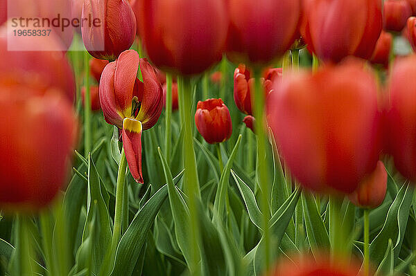 Ein Feld mit roten Tulpen im Botanischen Garten  Quebec  Kanada. (Makro)