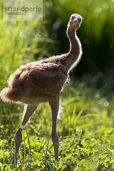 Wiedereinführung des Whooping Crane  Direktveröffentlichung im Herbst