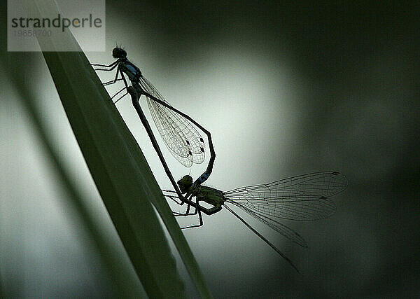 Paarende Libellen  Silhouette auf einem Grashalm  Newcastle  Kalifornien.