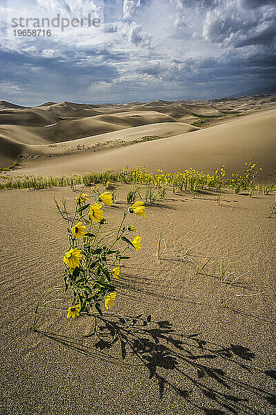 Landschaftlich reizvoll mit Blumen und Sanddünen.