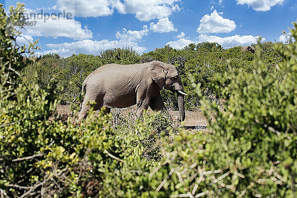 Elefanten im Addo-Nationalpark  Südafrika