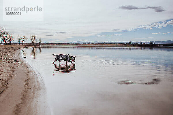 Welpe spielt im ruhigen See