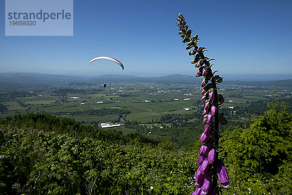Gleitschirm fliegt hoch über einem grünen Tal mit einer lila Blume im Vordergrund.