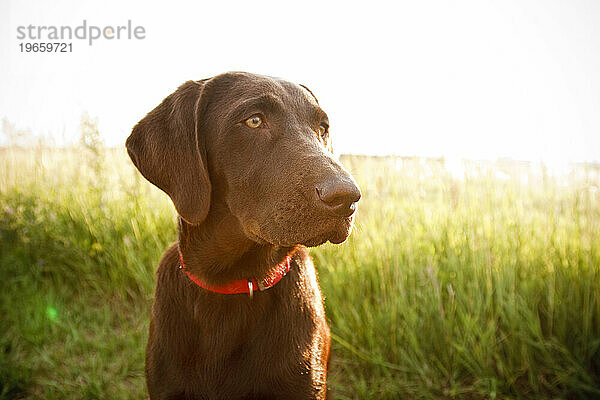 Ein brauner Labrador mit rotem Halsband steht mitten auf einem leuchtend grünen Feld in Montana.