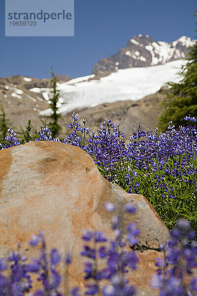 Easton-Gletscher durch violette Lupinen-Wildblumen auf dem Scott Paul Trail gesehen.