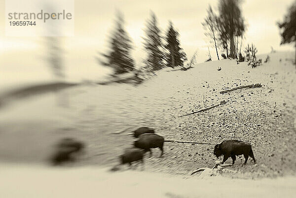 Bison grasen in der Nähe von OId Faithful  Yellowstone-Nationalpark  Wyoming.