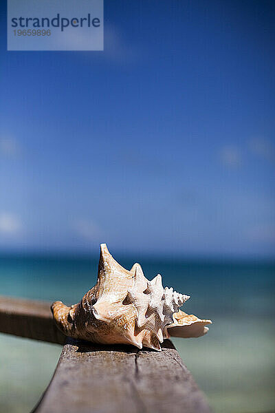 Eine Muschelschale sitzt auf einem Geländer mit Blick auf die karibischen Gewässer.