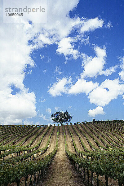 Kalifornischer Weinberg und einsamer Baum auf einem Hügel.