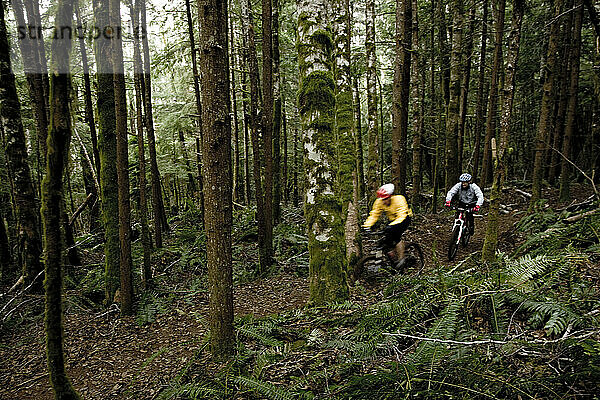 Zwei Mountainbiker fahren auf einem Singletrail durch den Wald.