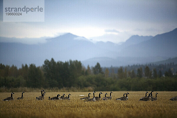 Kanadische Gänse auf einem Feld am Fuße der Olympic Mountains.