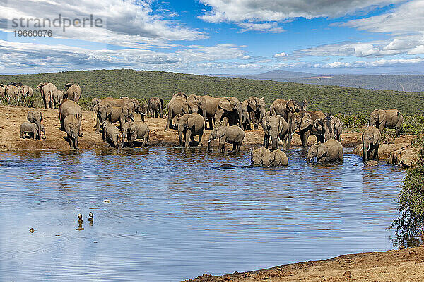 Elefanten im Addo-Nationalpark  Südafrika