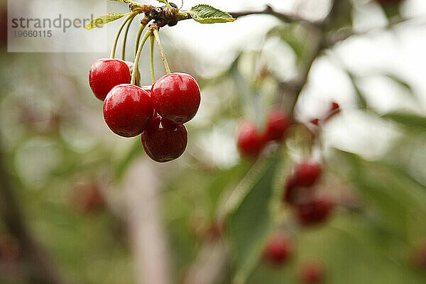 Eine Gruppe leuchtend roter Flathead-Kirschen hängt an einem grünen Kirschbaum in einem Obstgarten in Big Fork  Montana.