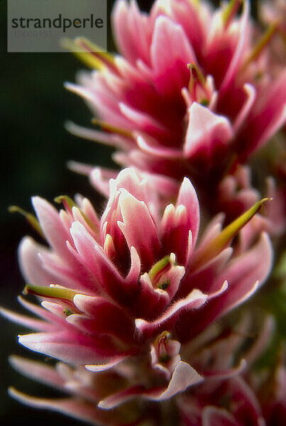 Blumen  Kootenay Nationalpark