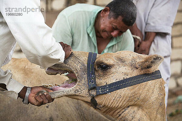 Tierarzt verabreicht einem Kamel in Siwa  Ägypten  eine Injektion