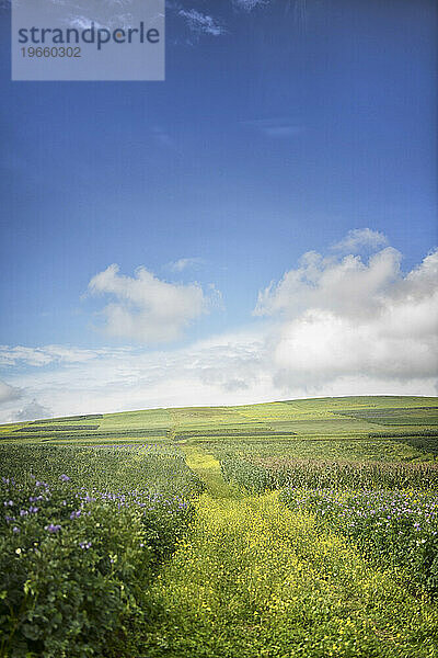 Feld voller Blumen