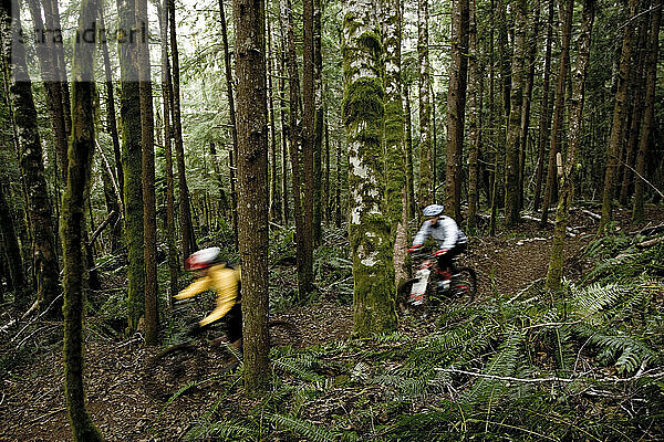 Zwei Mountainbiker fahren auf einem Singletrail durch den Wald.