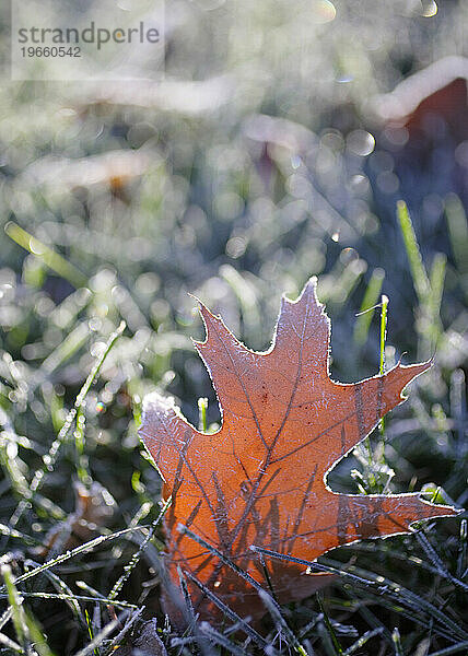 Eichenblatt an einem frühen Morgen mit Frost bedeckt.