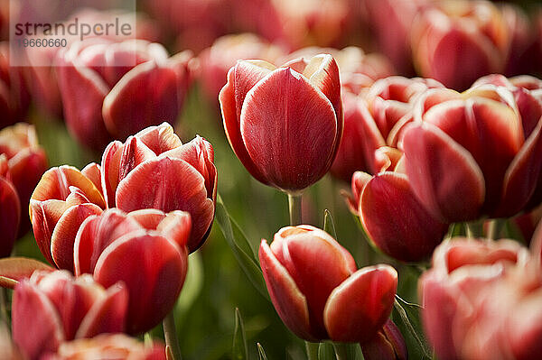 Rote Tulpen wachsen in Holland  Niederlande.