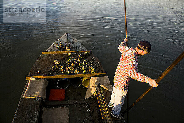 Auf seinem selbstgebauten Boot in Apalachicola Bay  Florida  harkt ein Mann mit seiner Zange die äußerst produktiven Austernbänke.