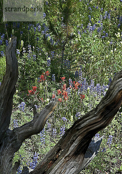 Sommerwildblumen in der Nähe von Breckenridge  Colorado.