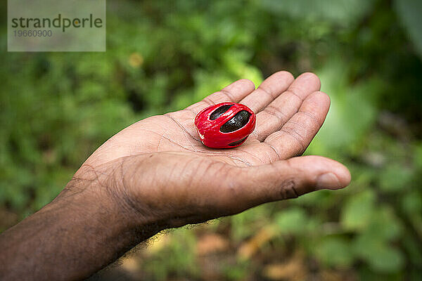 Ein Mann hält eine Muskatnuss in der Handfläche auf Abschnitt 1 des Waitukubuli National Trail auf der Karibikinsel Dominica.