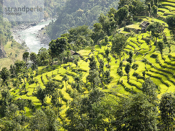Terrassenförmige grüne Felder vor dem Tamur-Fluss im Osten Nepals.