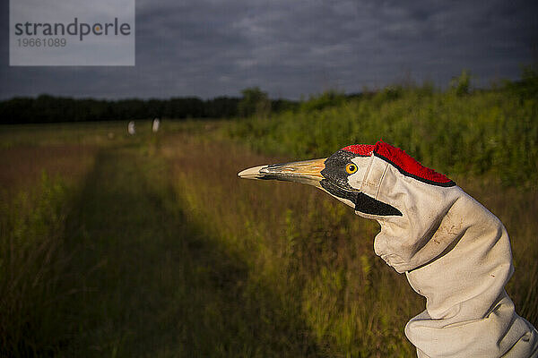 Wiedereinführung des Whooping Crane  Direktveröffentlichung im Herbst