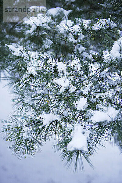 Schneebedeckte Tannenzweige.