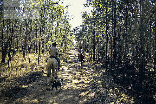 Zwei Männer treiben Rinder im Wald von Queensland in der Nähe von Chinchilla  Australien.