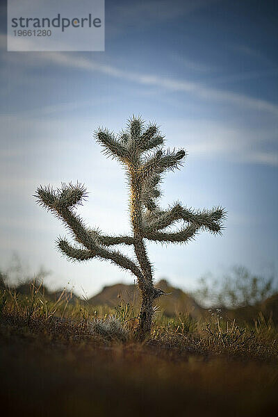 Ein Cholla-Kaktus.