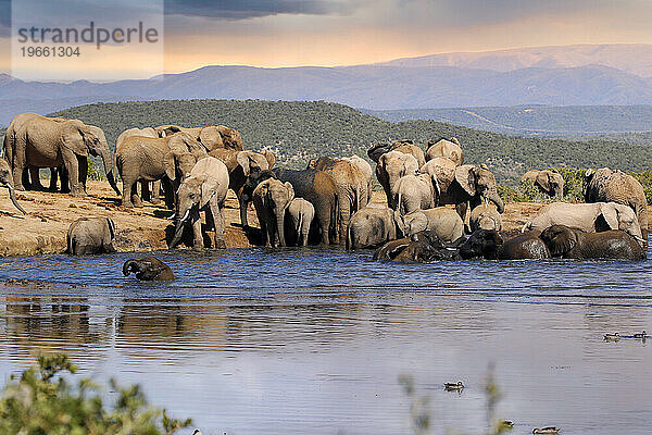 Elefanten im Addo-Nationalpark  Südafrika