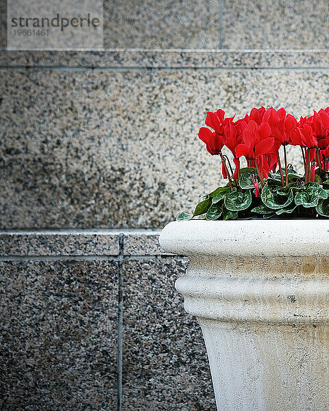 Rote Blumen im Topf.